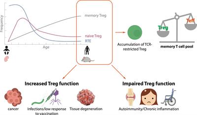 The Complex Role of Regulatory T Cells in Immunity and Aging